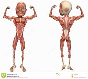 muscular-anatomical-man-24938075